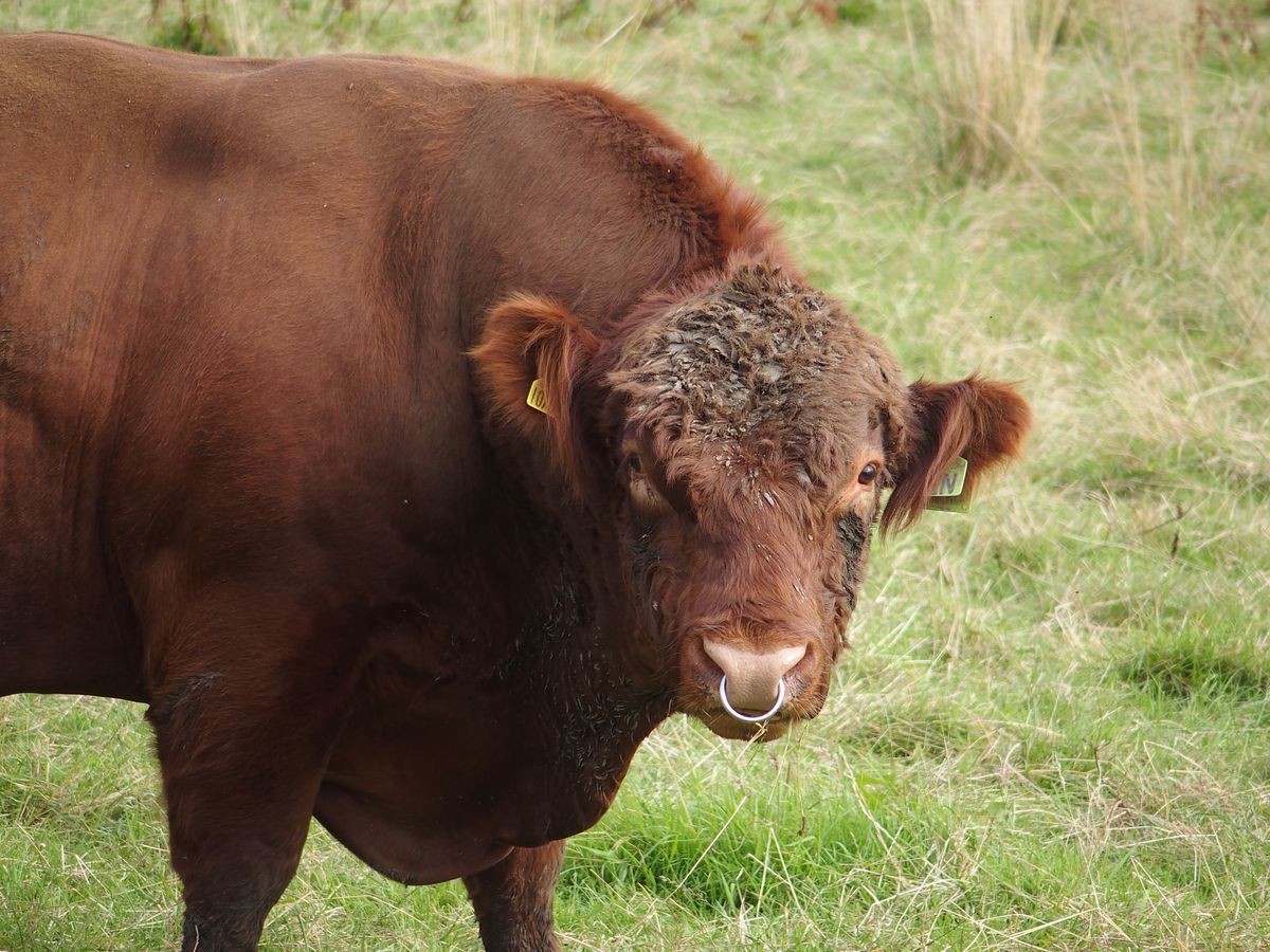 Luing Cattle